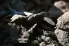 Heap of raw materials in unprocessed form