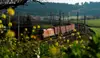 ÖBB Güterzug der Rail Cargo Group auf elektrifizierter Strecke durch eine Natur- und Wiesenlandschaft