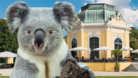 Ein Koala & der Pavillon