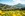 Panorama mit einer Blumenwiese
