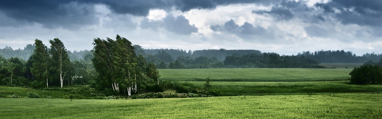 Unwetter über einem Wald