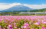 Der Shinkansen-Express am Fuße des Fuji 