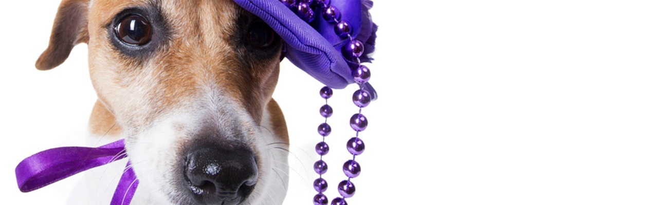 Hund mit violettem Damenhut