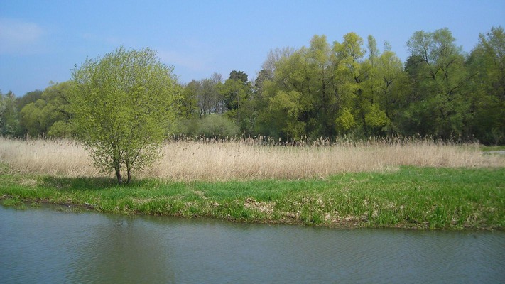 Die Landschaft des Rheindelta