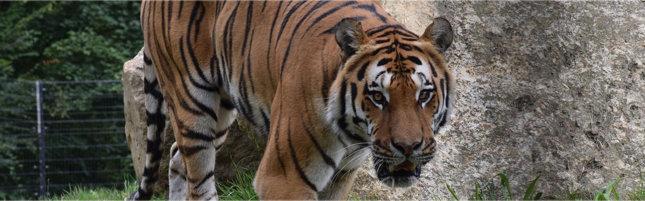 Tiger im Tierpark Haag