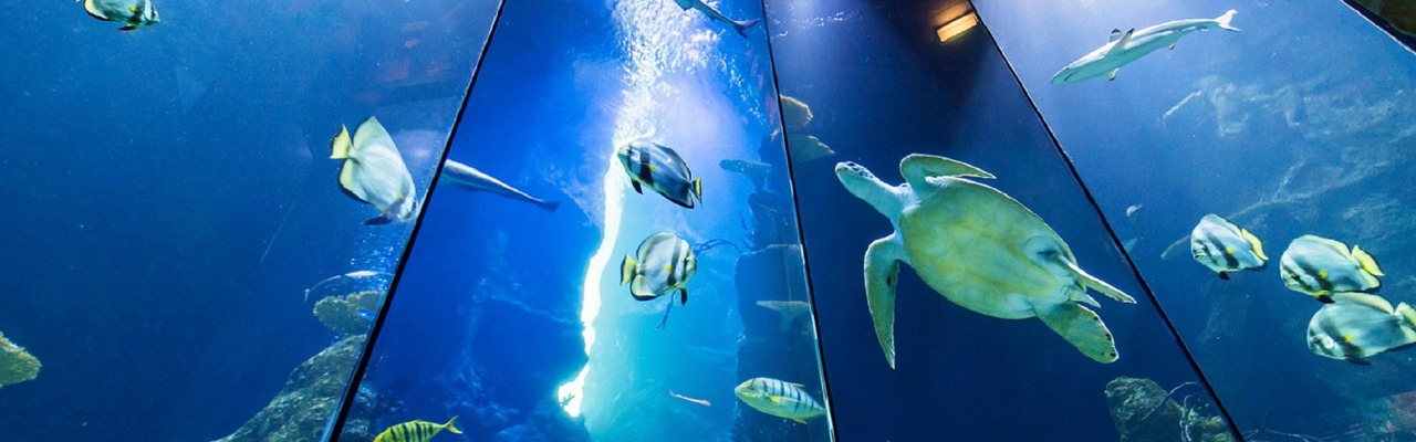 Aquarium with fish and turtle in the Haus des Meeres in Vienna