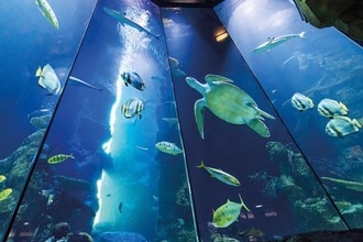 Aquarium mit Fischen und Schildkröte im Haus des Meeres in Wien
