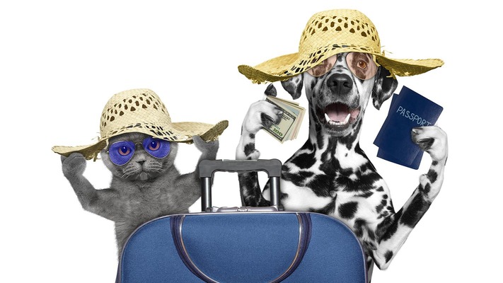 Witziges Bild von Hund und Katze in Strohhüten mit Reiseutensilien